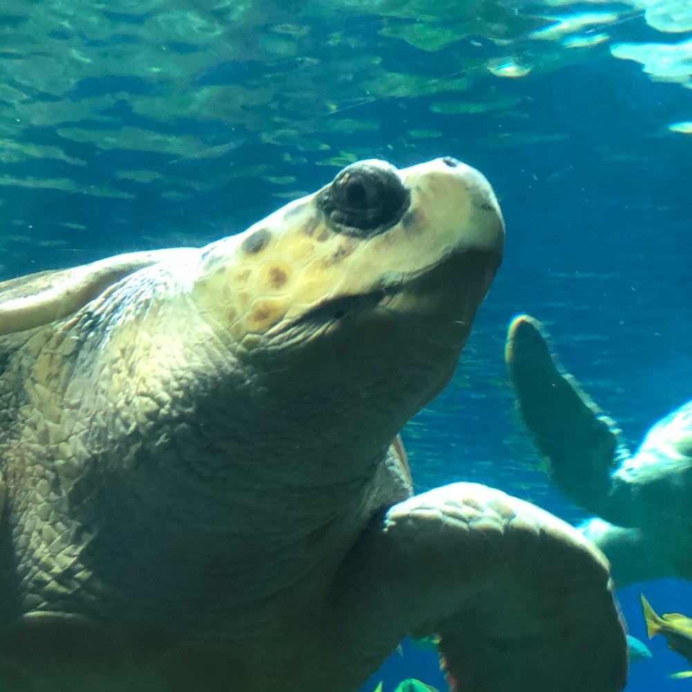 Meet your Posher, Sherri